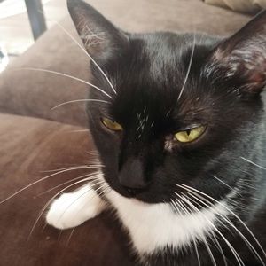 Meet your Posher, Allie